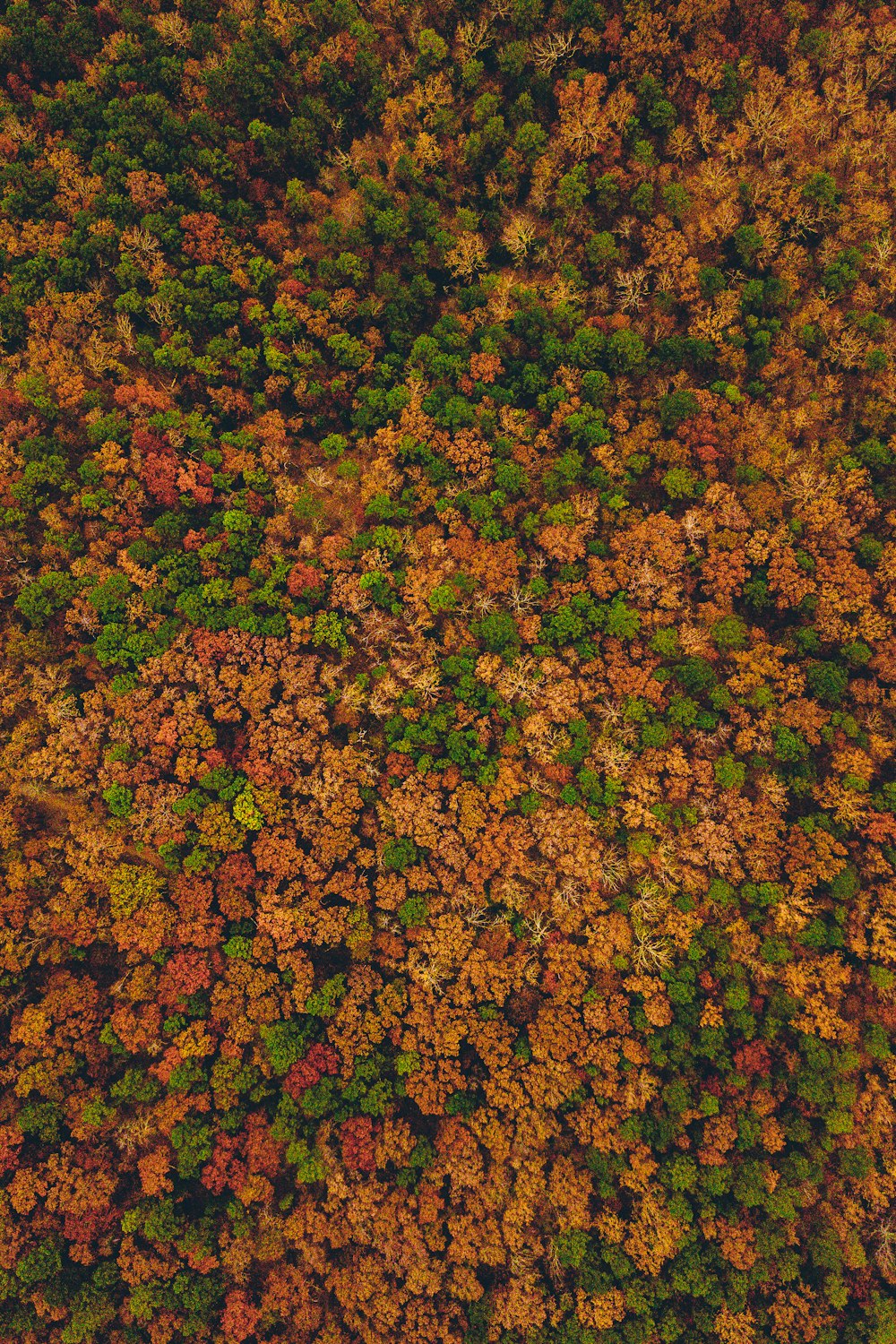 aerial view photography of forest