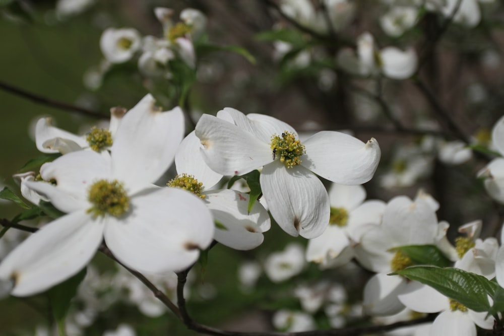 white-petaled flower