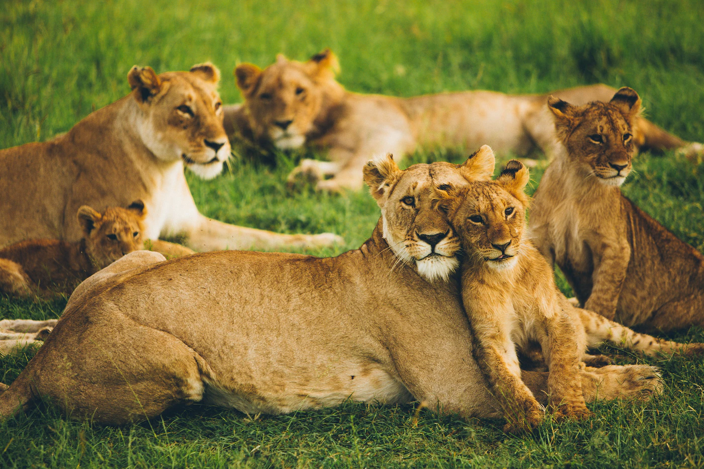 A pride of lions resting together on the open Mara grassland