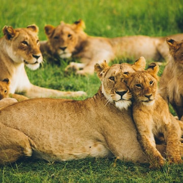 Cover Image for Columbia NorCal Alumni - Coffee with the Lions in SF, Q2 2026