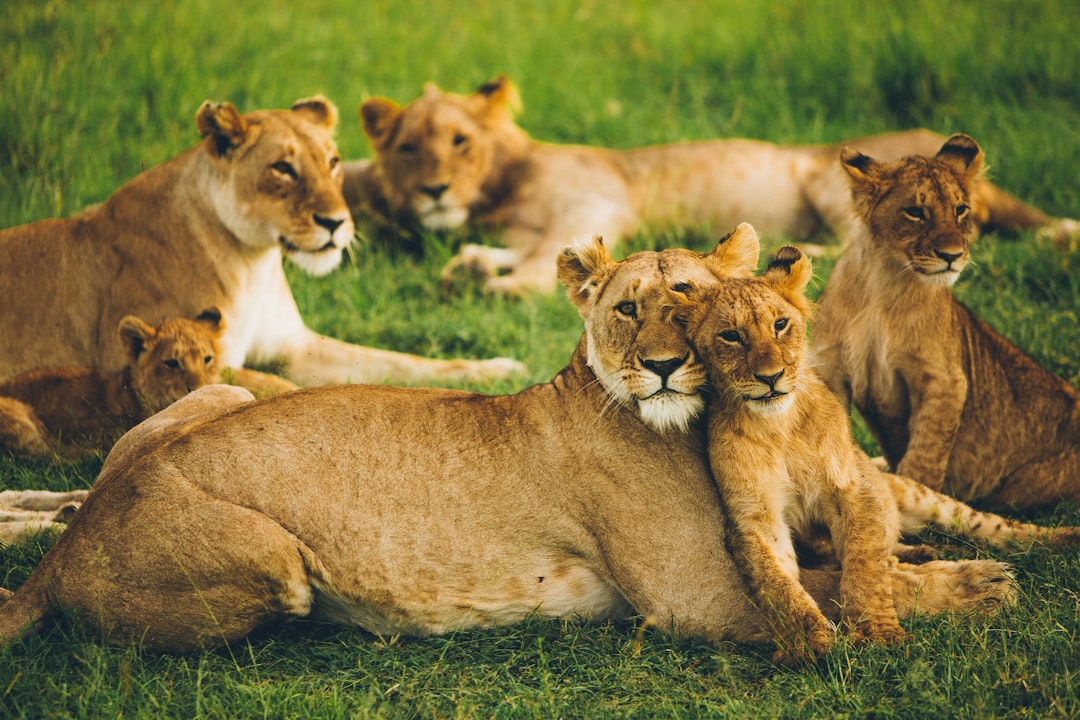 pride of lion on field