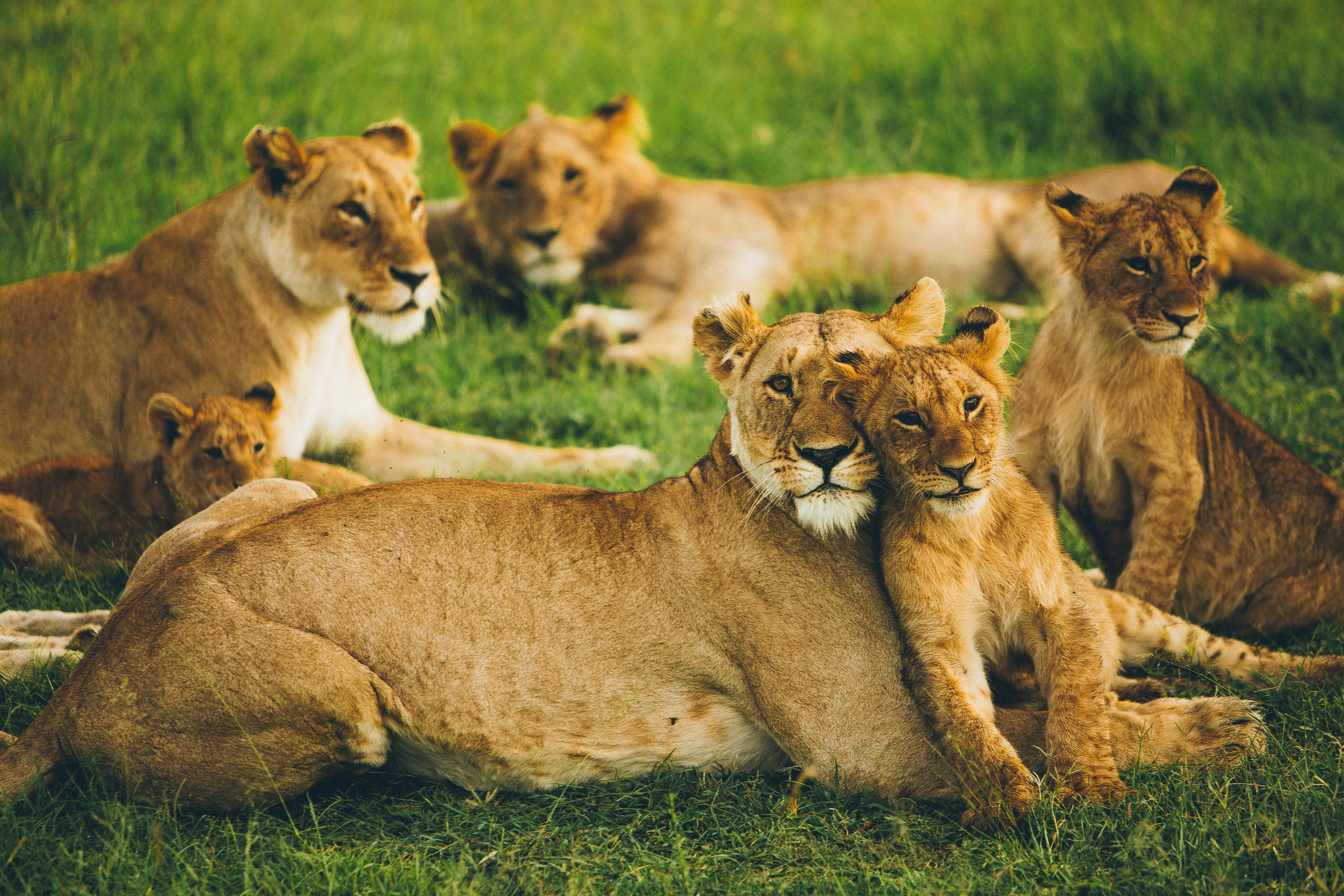 What Should You Do If You Encounter A Wild Animal While In The Wilderness?