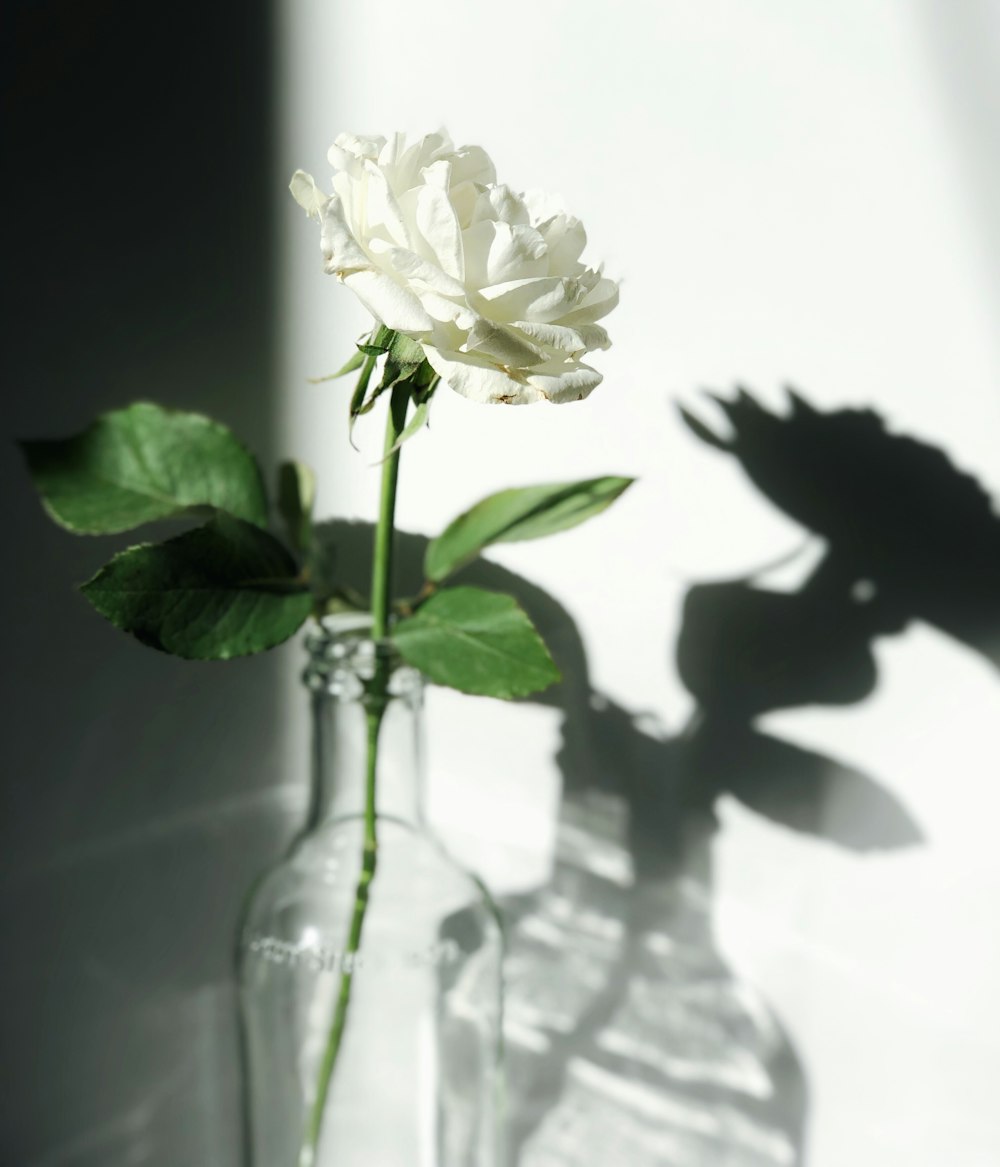 white rose