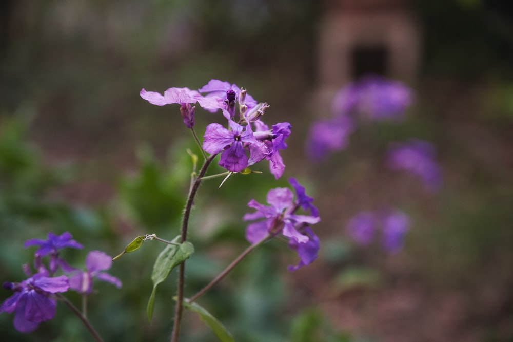 shallow focus photo of purple flowers