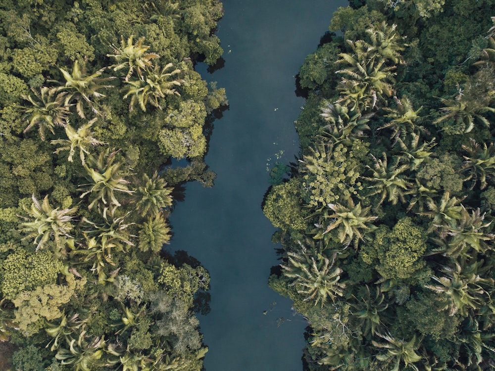 high angle photography of green trees