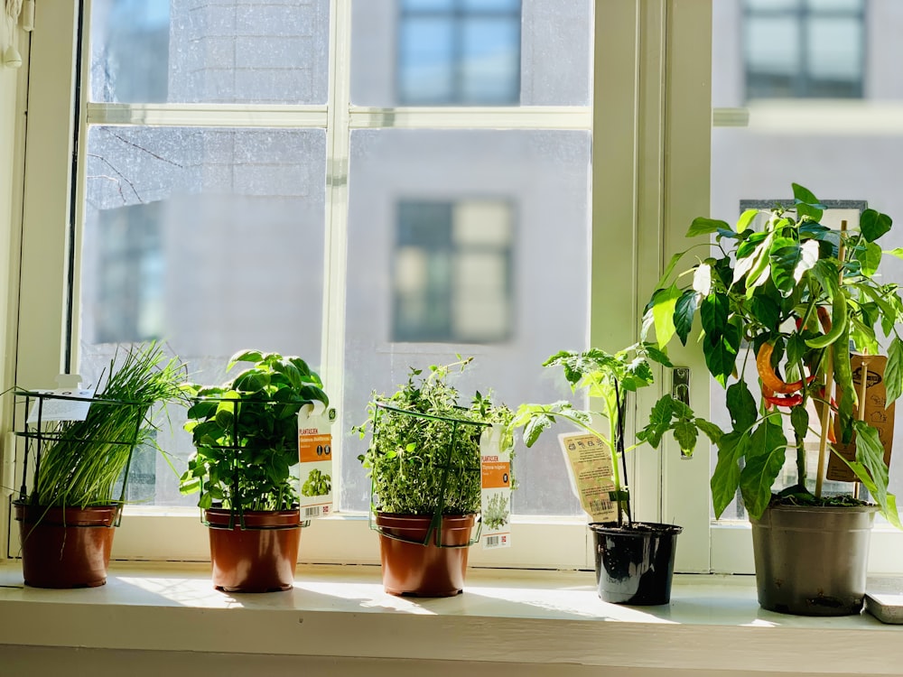 green-leafed plants