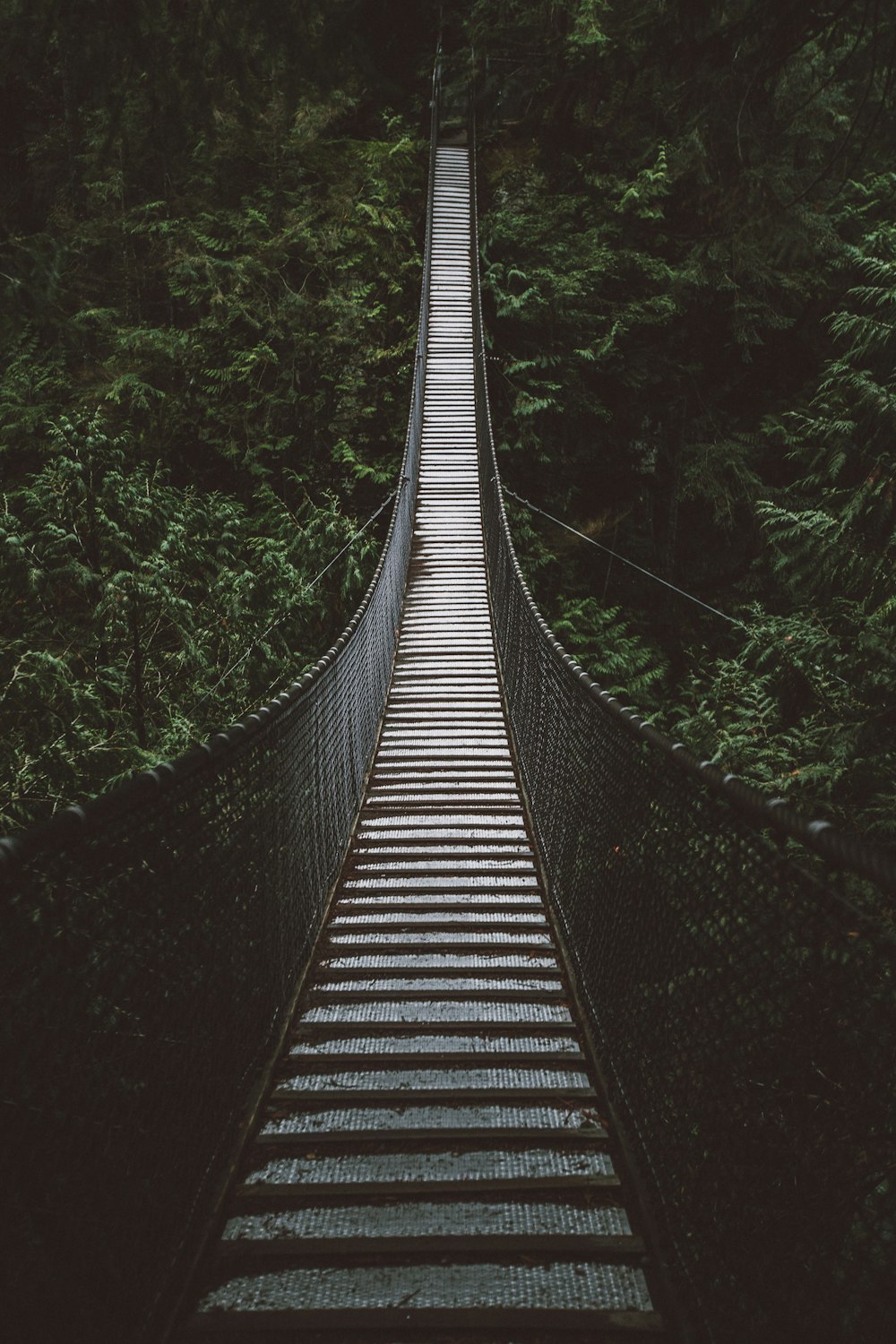 empty hanging footbridge through forest
