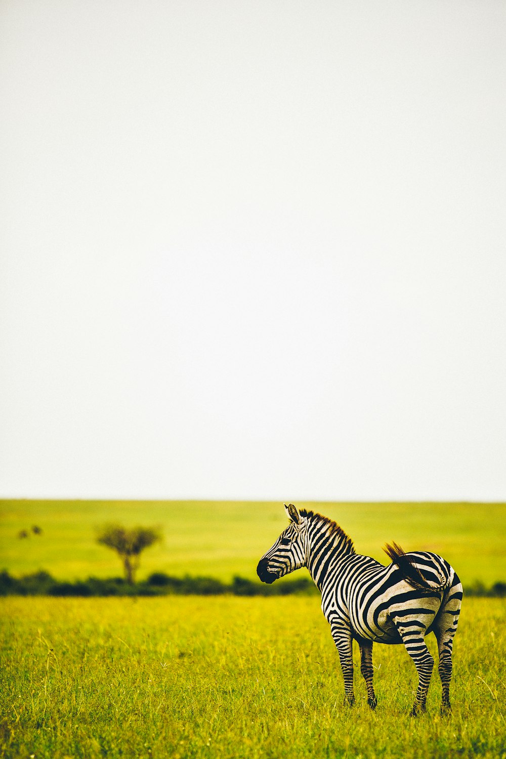 zebra sul campo d'erba