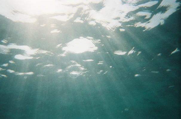 Sunlight filtering through the water illuminating a peaceful underwater scene.