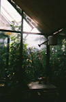 Cozy therapy room with soft natural light filtering through leafy green plants.