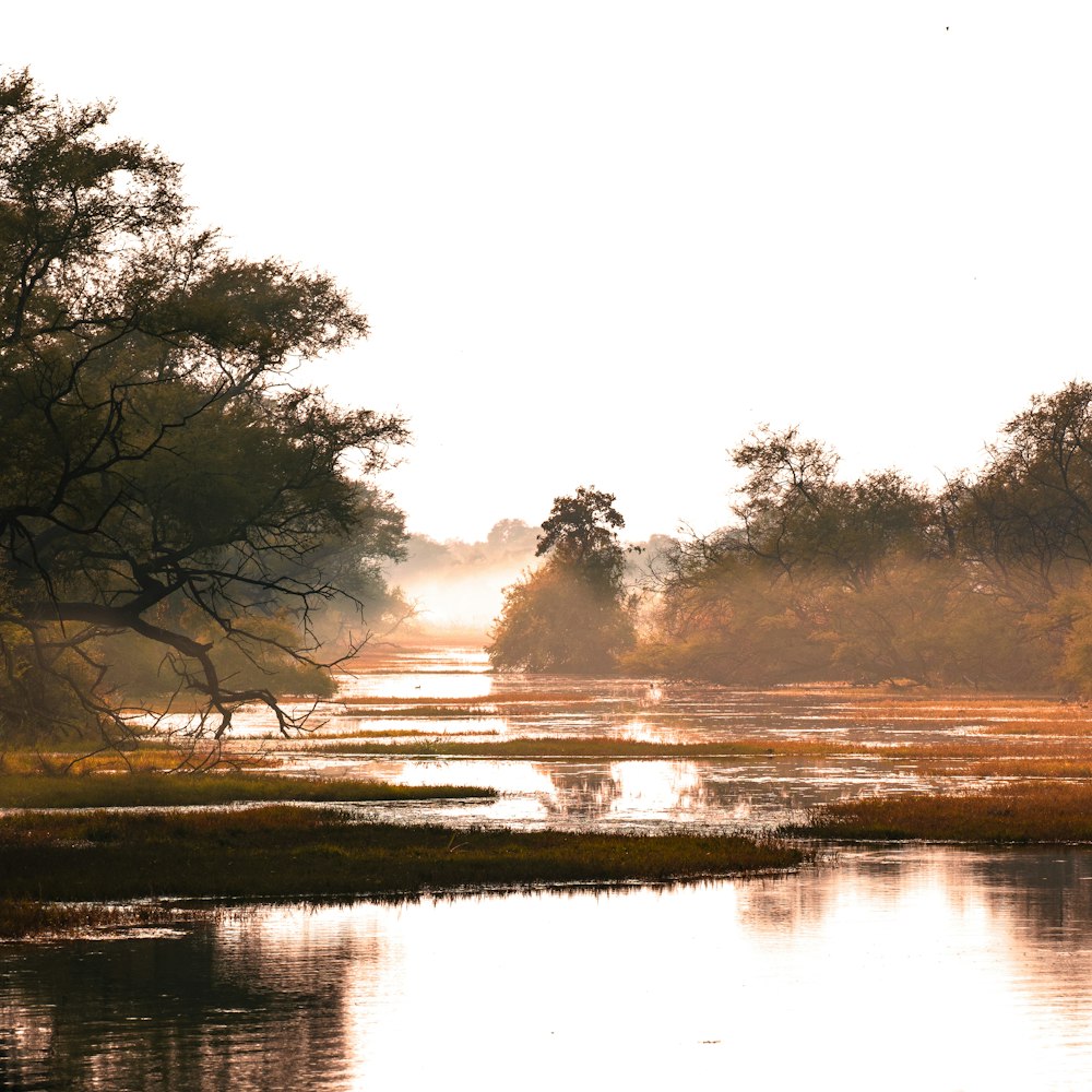 a body of water surrounded by trees and grass