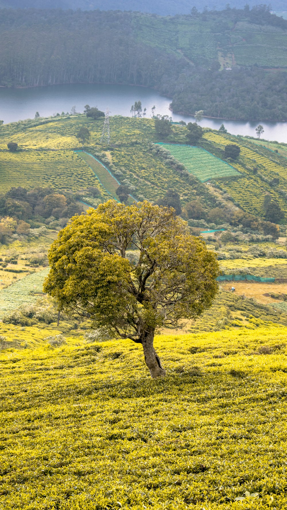 green tree on hill