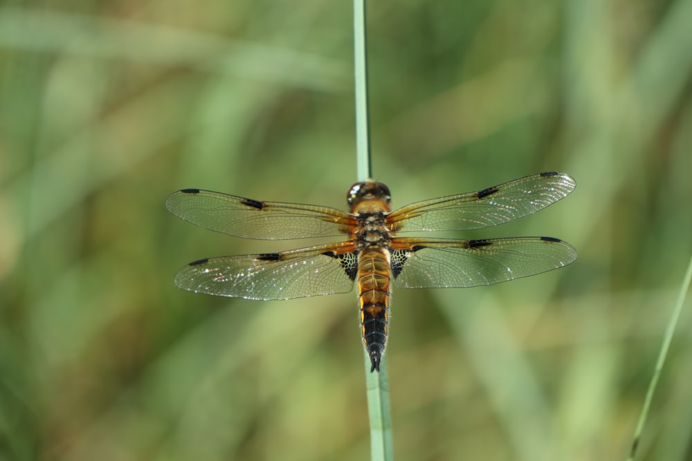 brown and black dragonfly on green leaf