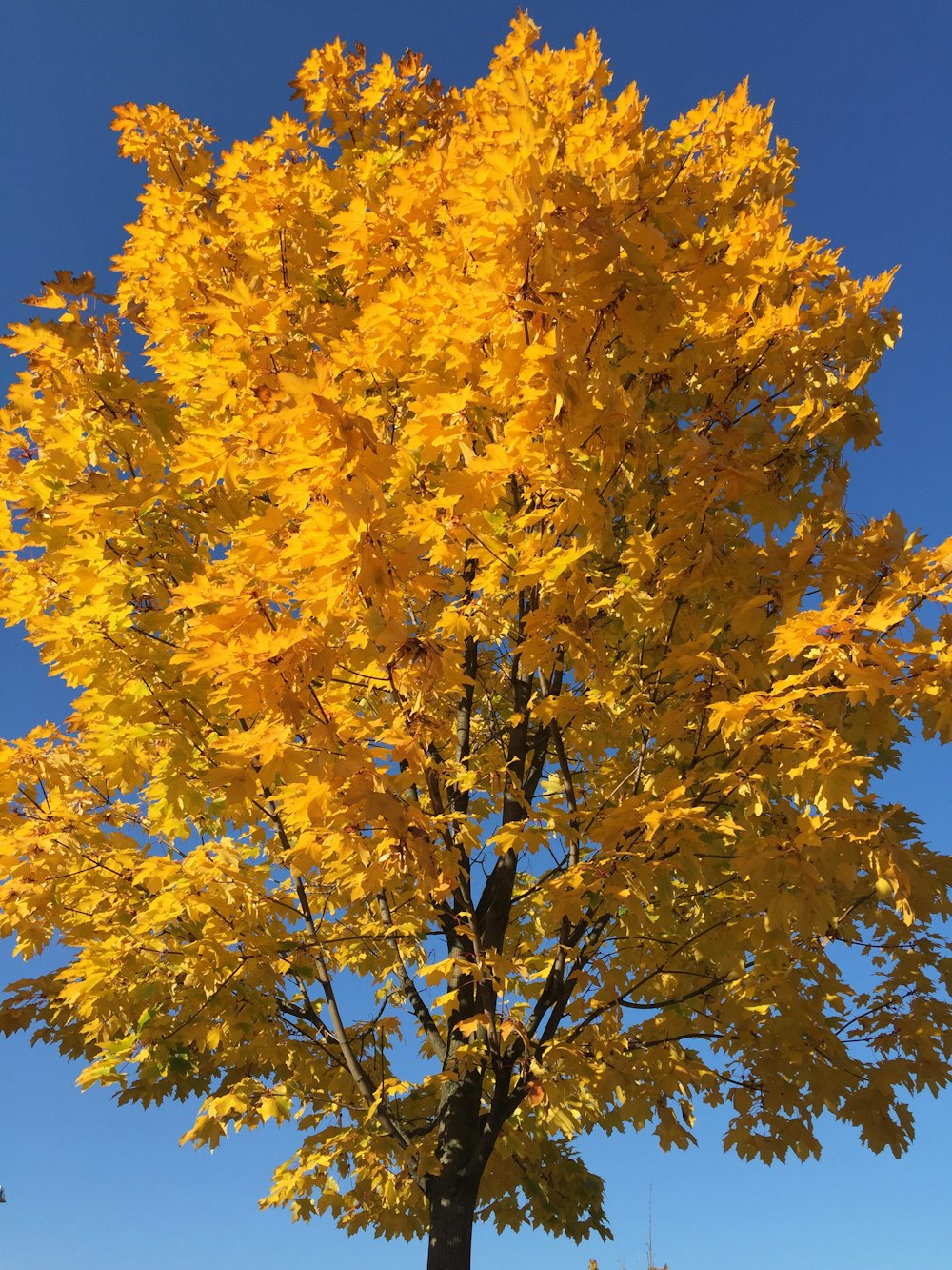 un árbol con hojas amarillas en el otoño
