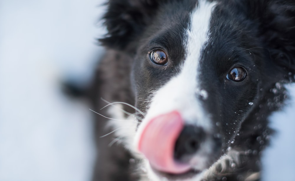 fotografia ravvicinata di cane nero a pelo corto