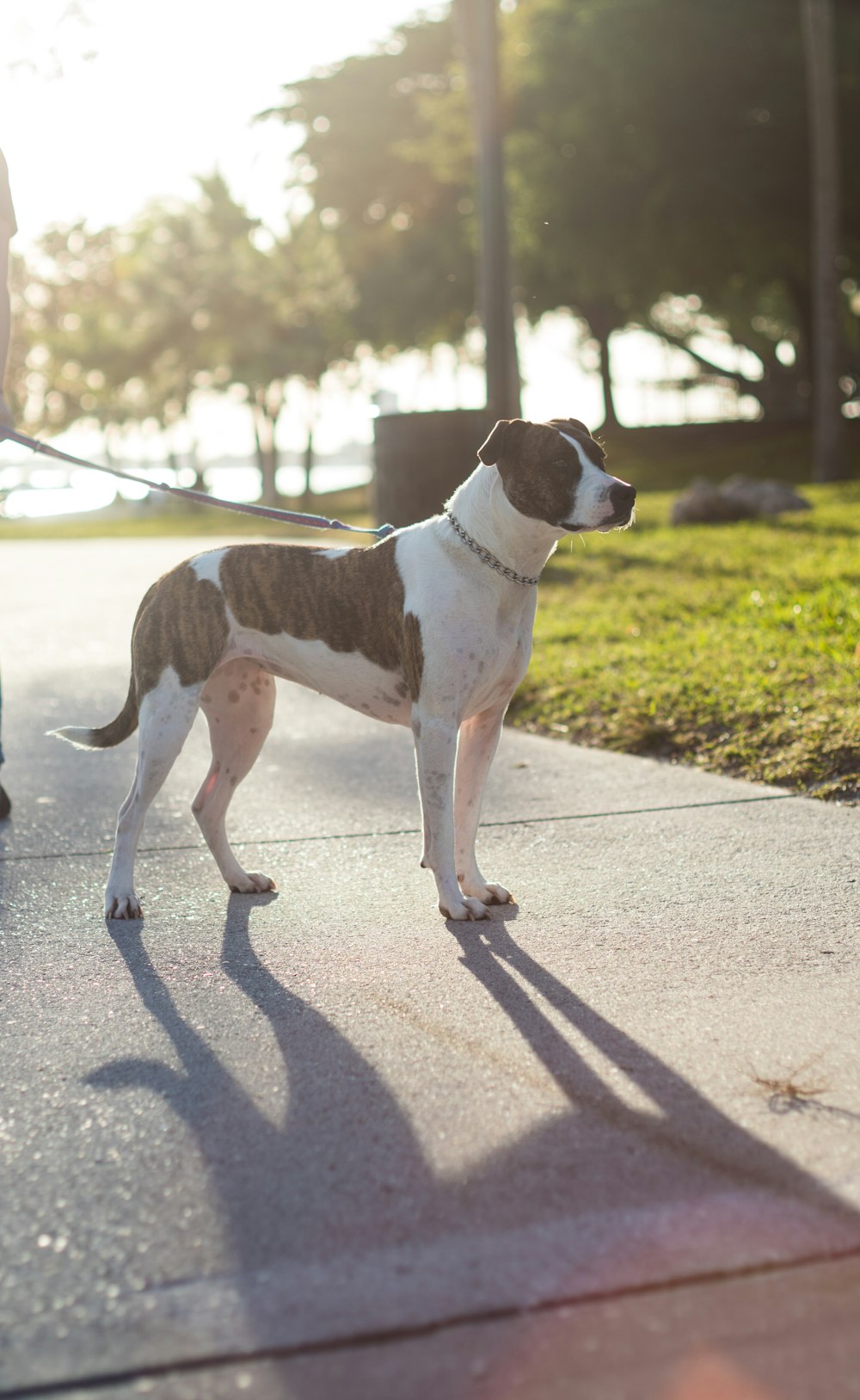 Hund, der mit Leine auf Beton steht