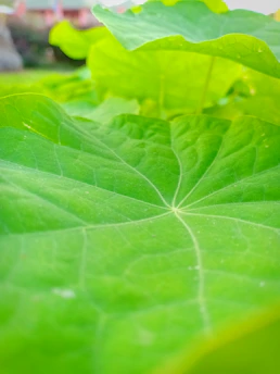 Close-up of a lush pothos leaf glowing softly in natural indoor light.