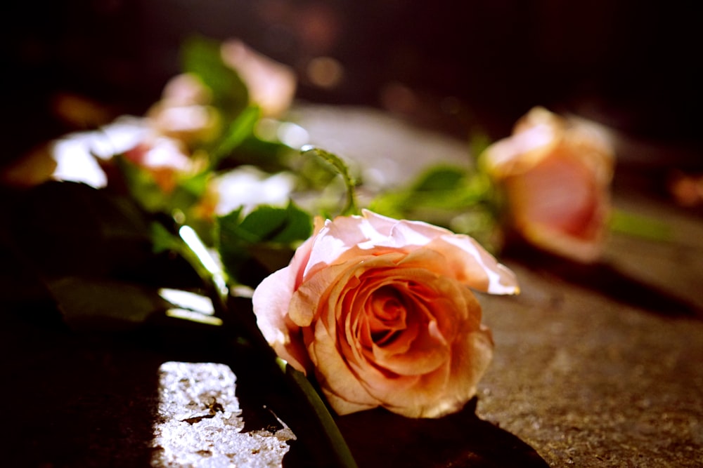 orange rose on brown surface