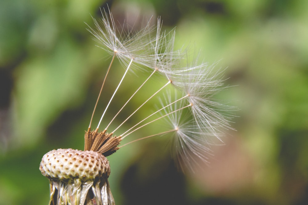 white dandelion flower