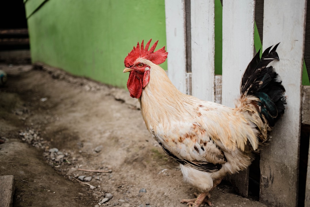 white rooster outside