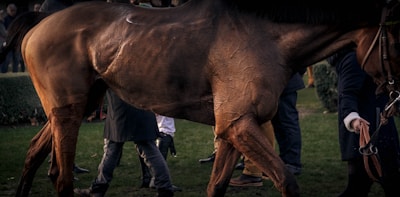 A detailed view of a horse with a shiny, muscular build, standing on a grassy area. The image also includes a few people partially visible, dressed in formal attire, some holding the horse's reins. The setting appears to be an outdoor event with manicured greenery in the background.