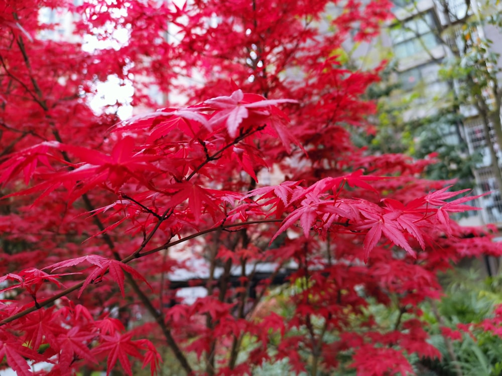 close up photography of red leaf plant