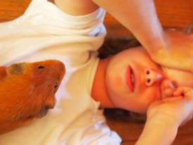 A person lies on the floor covering their eyes with one arm. Their facial expression suggests discomfort or frustration. A guinea pig with a brown fur coat is close to their face, possibly looking for attention. The scene is indoors with a wooden floor visible in the background.