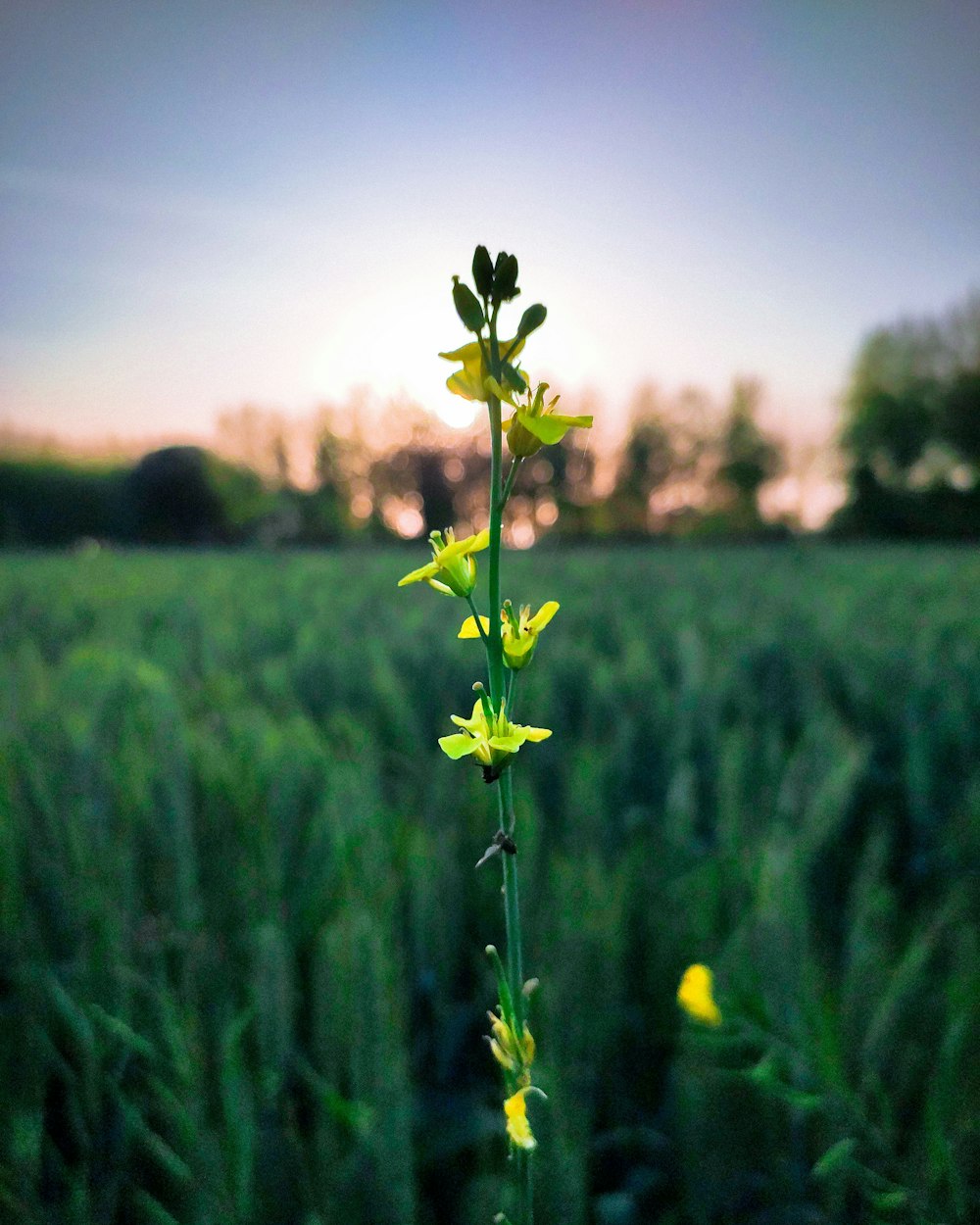 selective focus photography of yellow flower