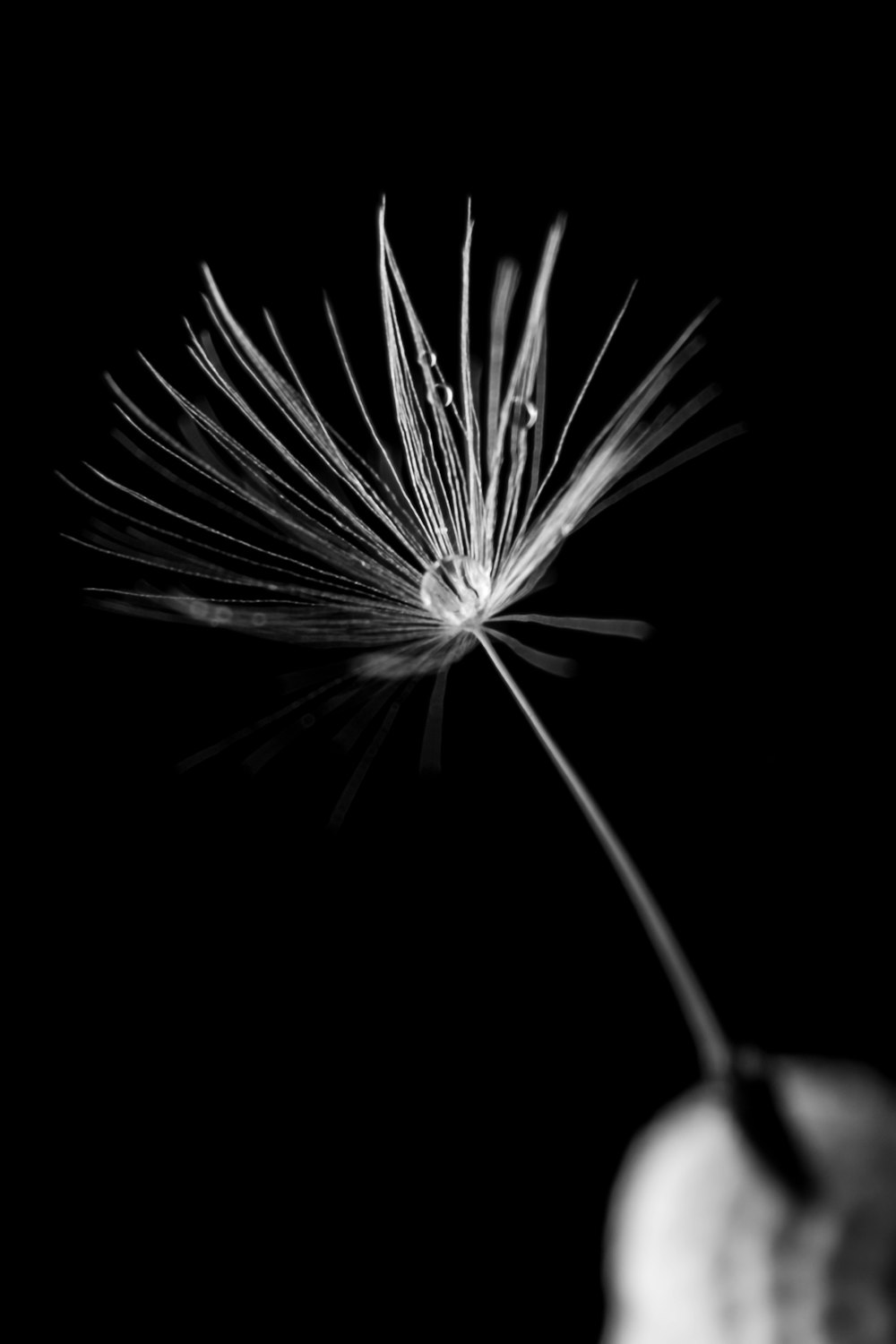 grayscale photography of dandelion flower