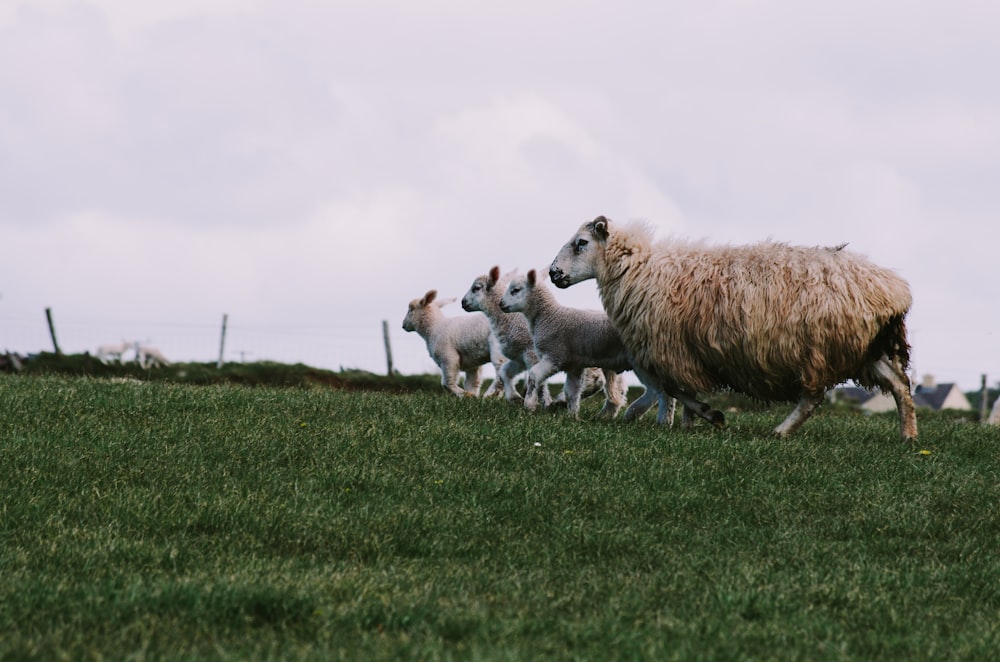 herd of sheep on green grass field