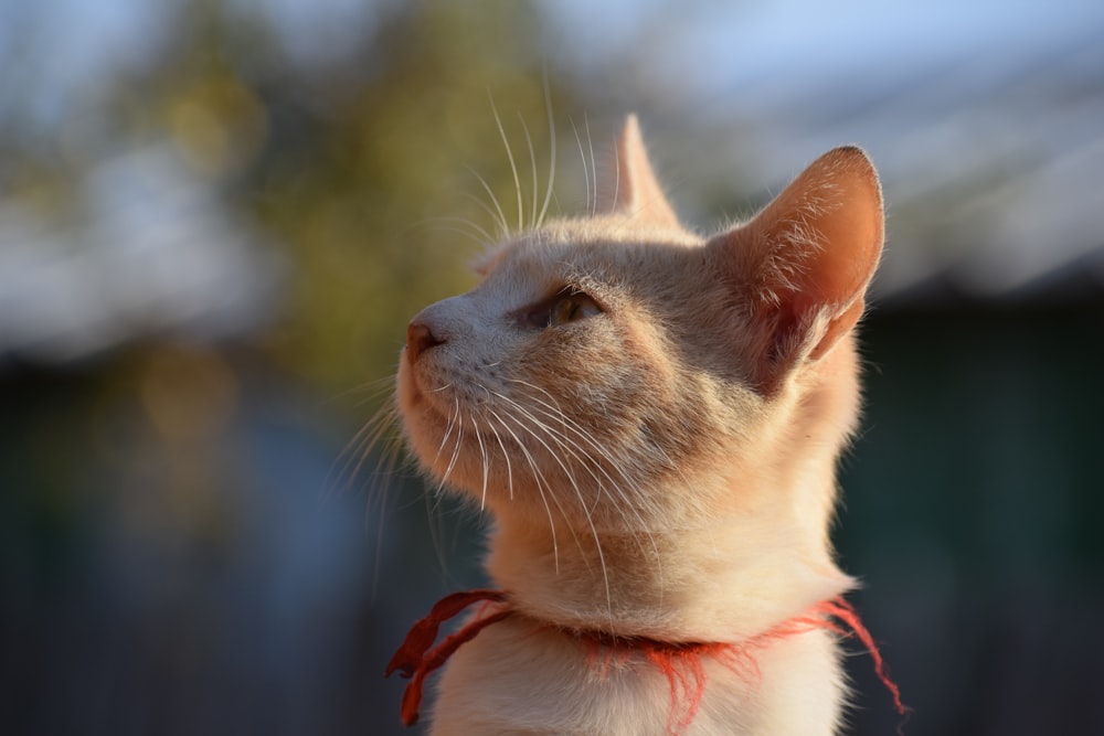 orange tabby cat looking at the side