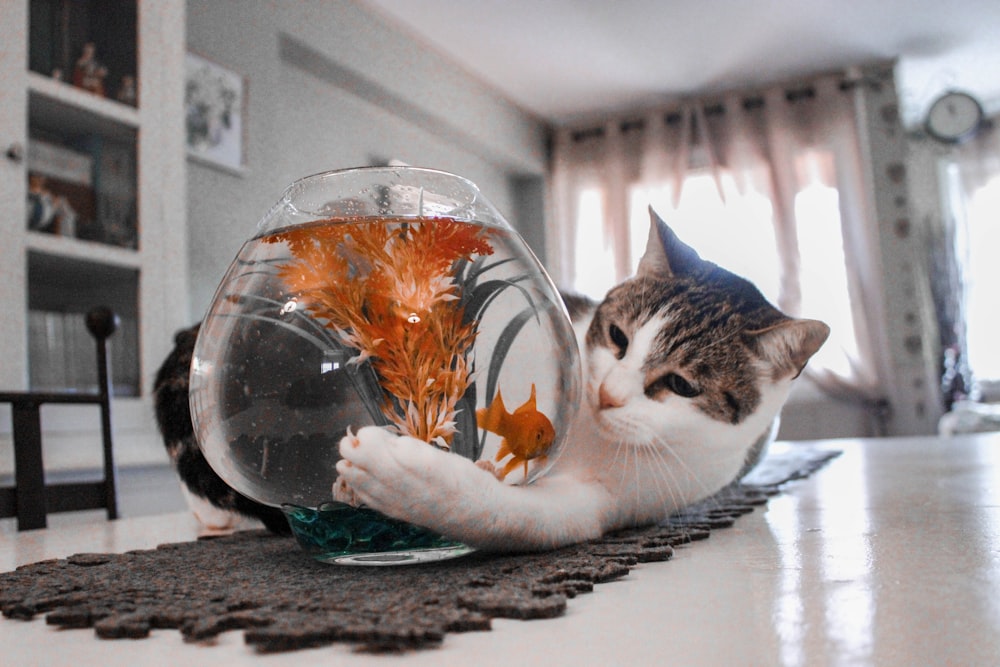 tabby cat playing with fish on fishbowl