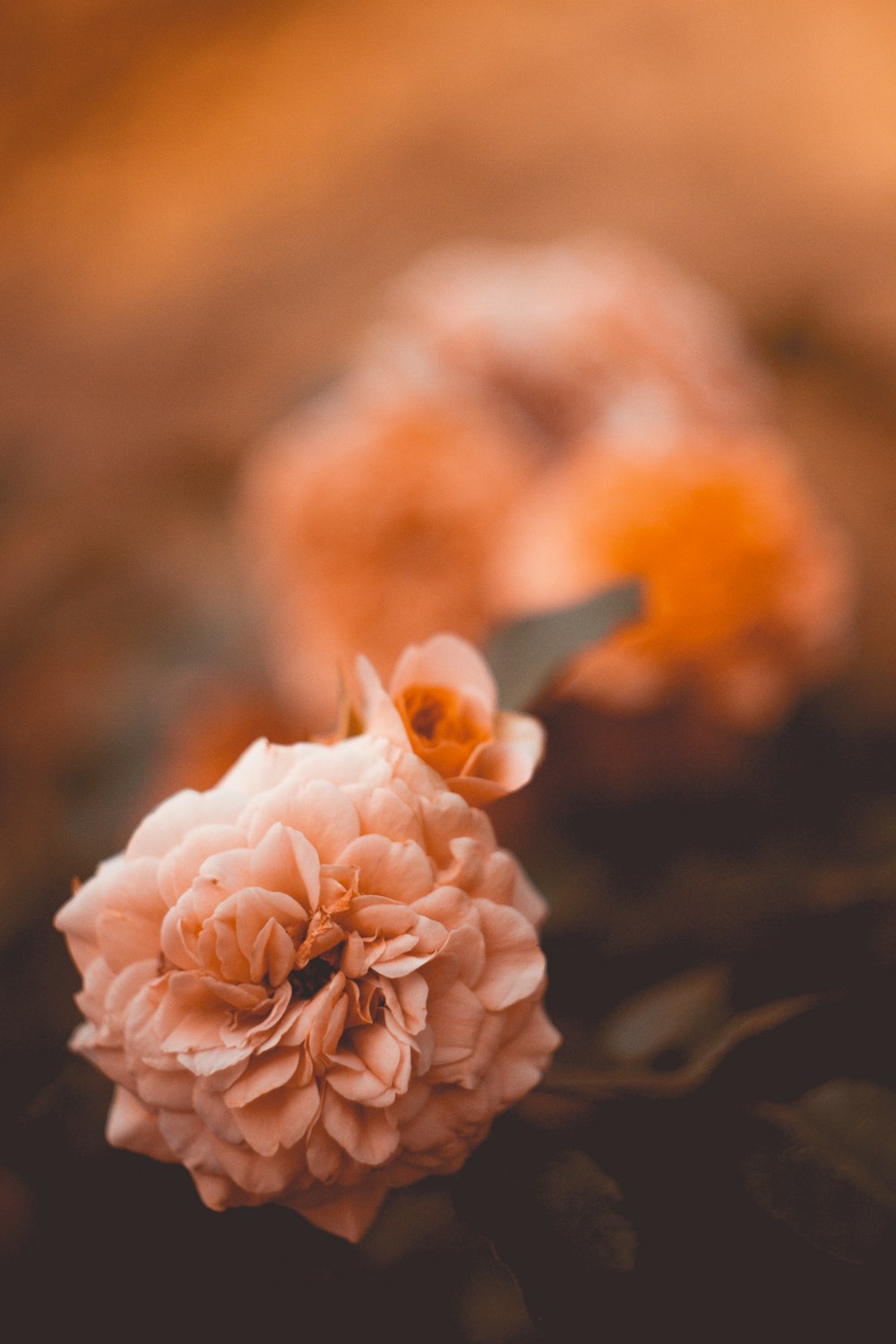 close-up photography of peach-pink multi-petaled flower