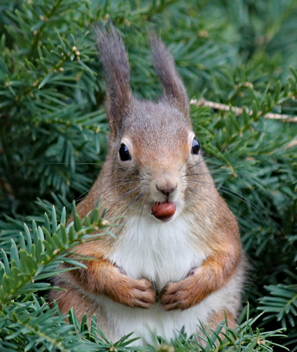 brown and white rabbit surrounding pine tree