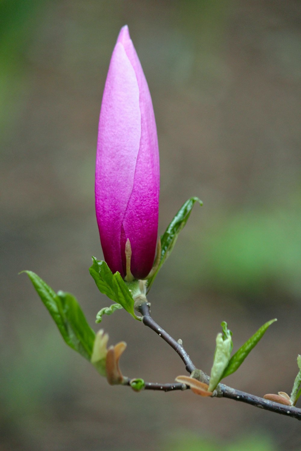 selective focus photography of unbloom flower