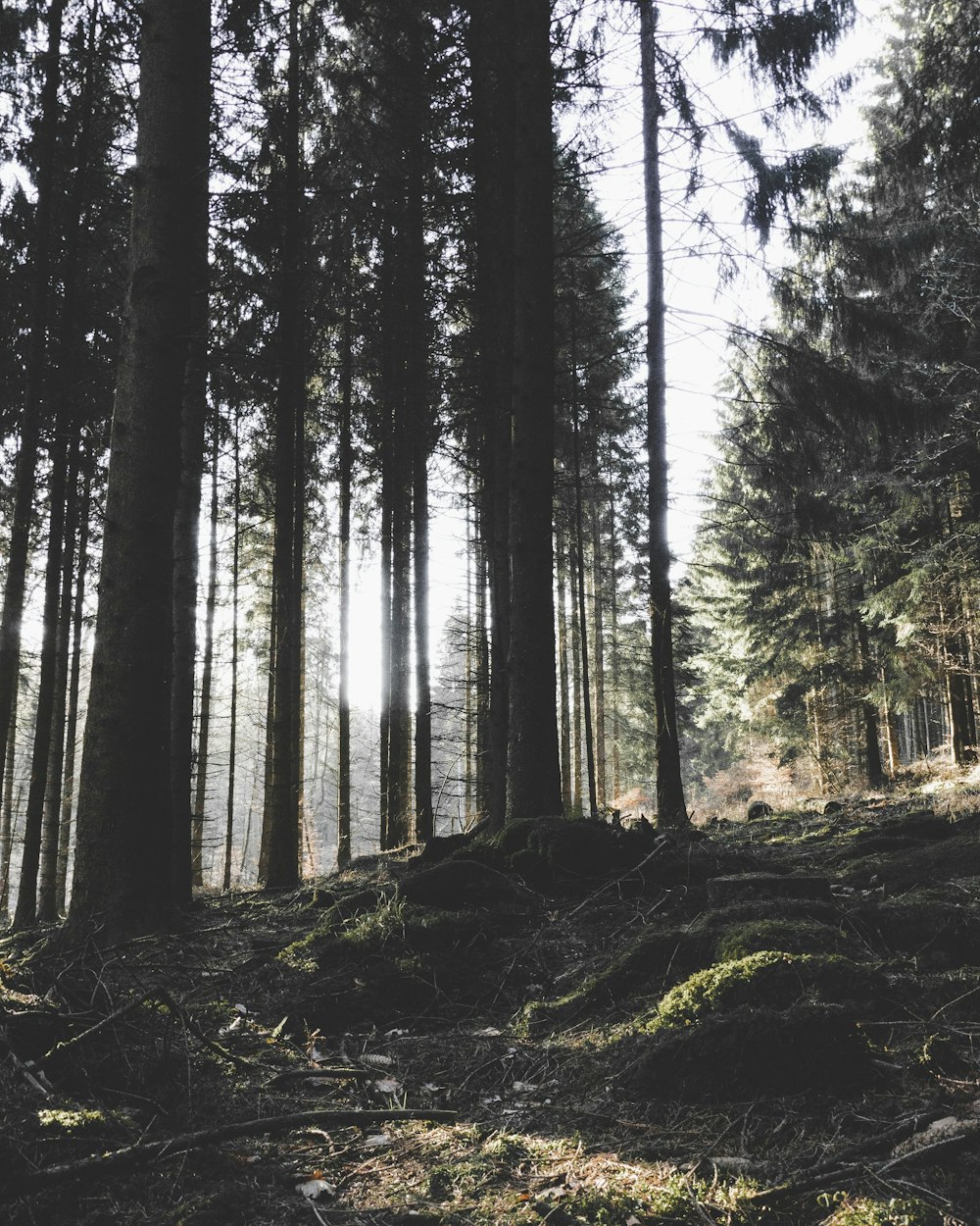 forest during daytime