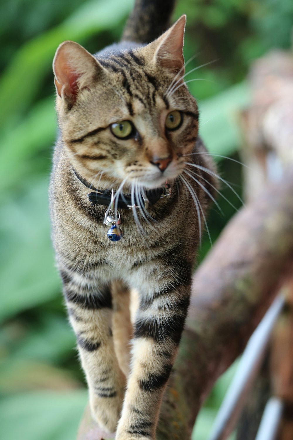 selective focus photography of brown and black cat