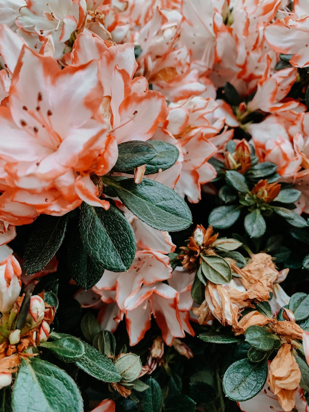 pink flowers in bloom