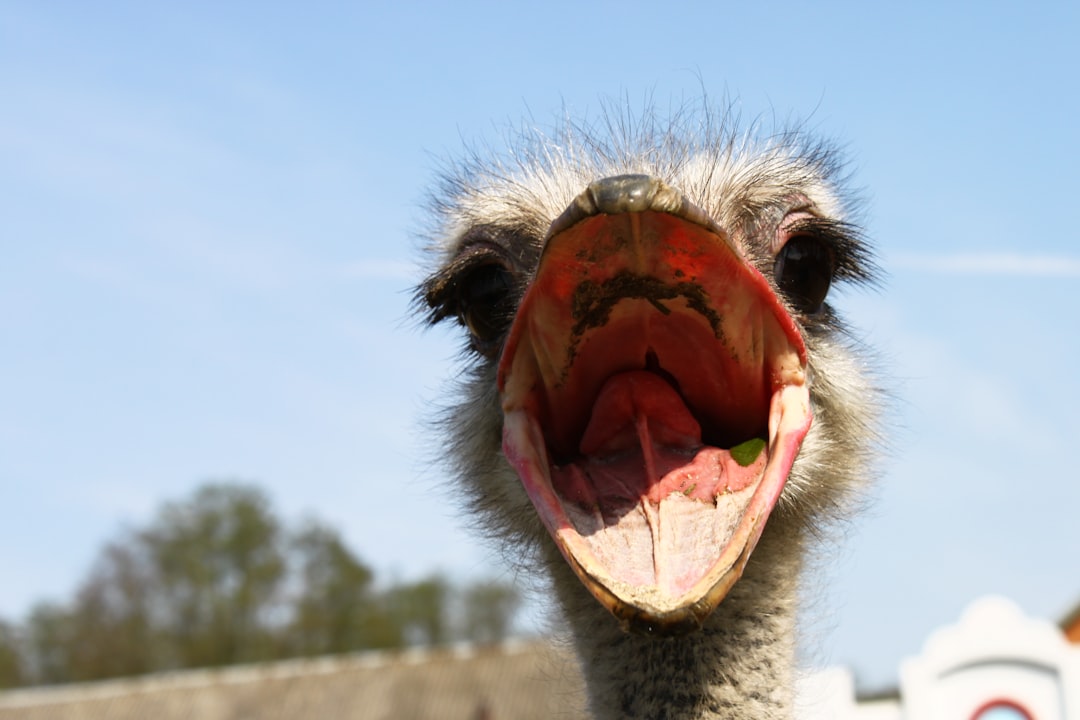 ostrich face mouth open