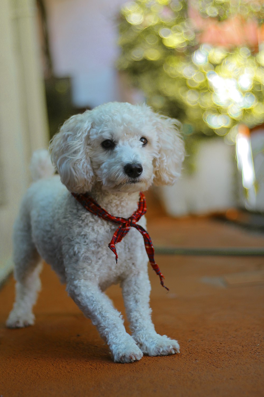 standing white puppy