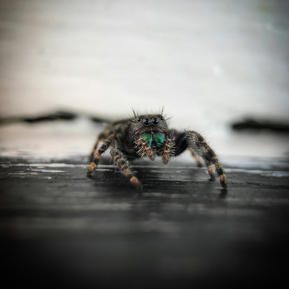 daring jumping spider on black surface