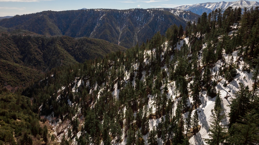 Photographie grand angle d’arbres et de montagne