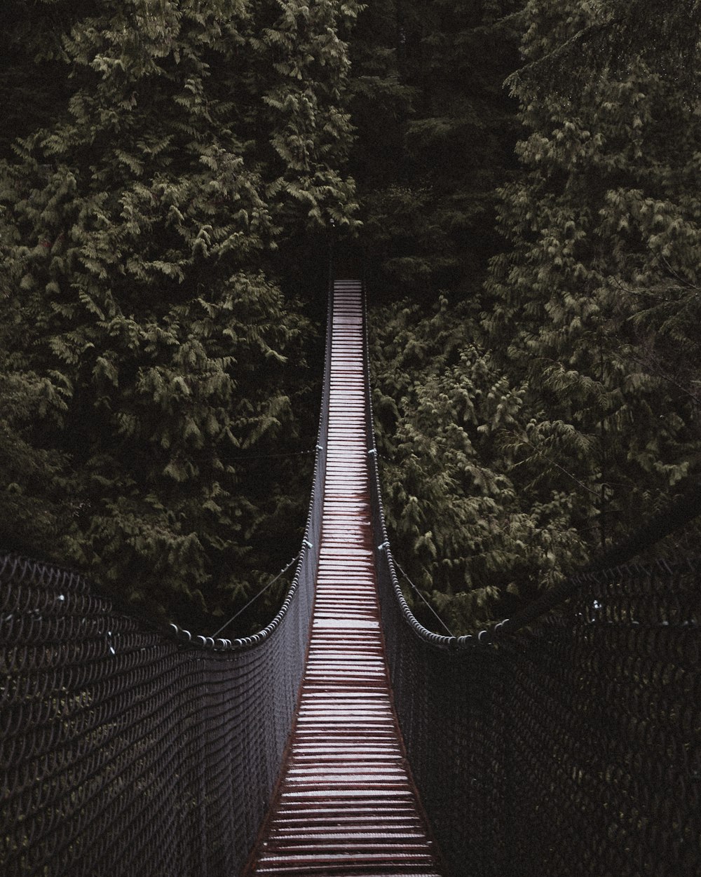 brown and black bridge between trees