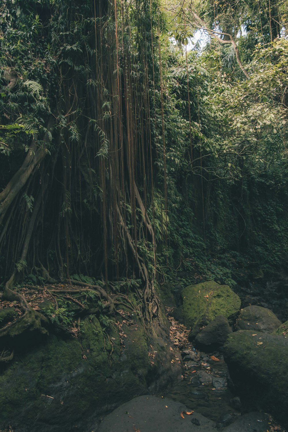 green trees on brown soil