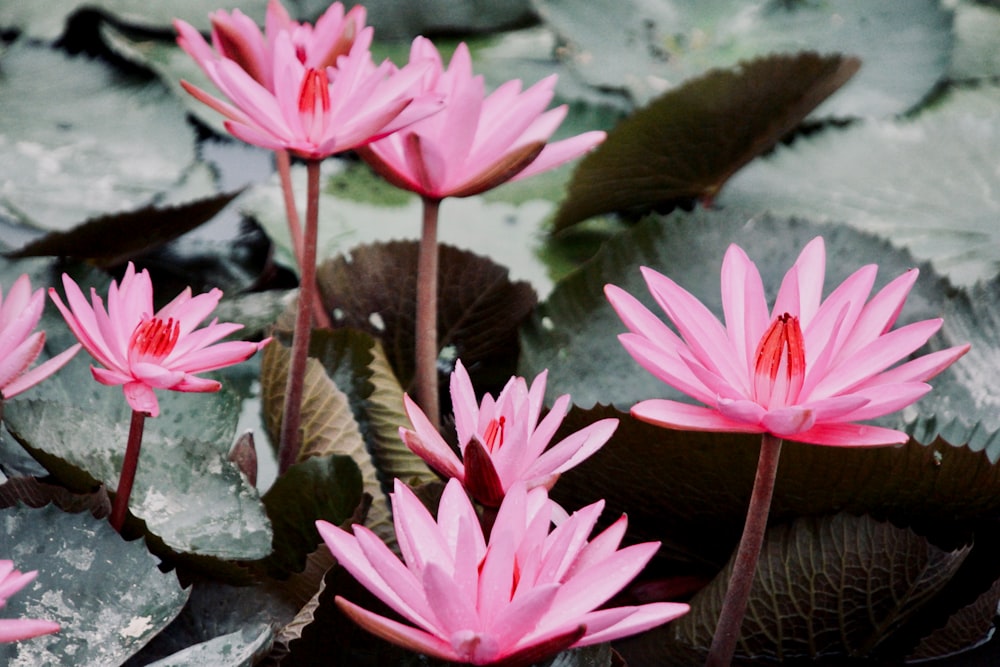 pink petal flower during daytime