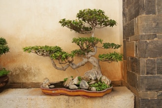 A carefully cultivated bonsai tree with a thick, twisted trunk and dense green foliage is displayed in a shallow, ornate ceramic pot. The background consists of a textured, light-colored wall and a section of dark stone tiles.