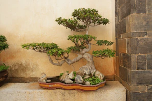 Close-up of a bonsai tree with delicate leaves, displayed on a rustic wooden table.