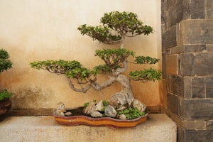 Juniper Artistik