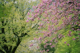 pink tree