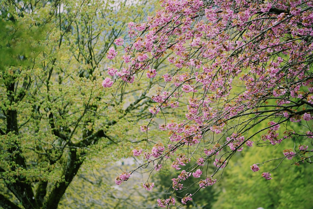 árvore cor-de-rosa